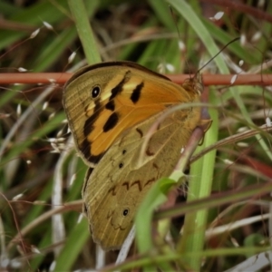 Heteronympha merope at Paddys River, ACT - 23 Nov 2021