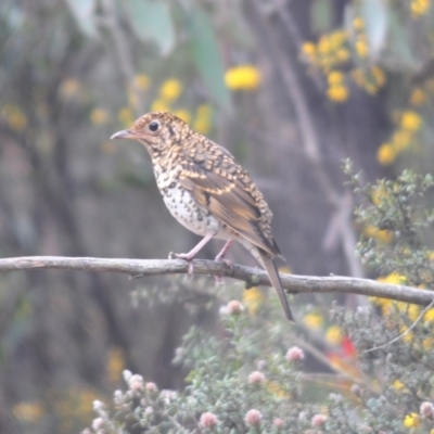 Zoothera lunulata (Bassian Thrush) at Cotter River, ACT - 23 Nov 2021 by Harrisi