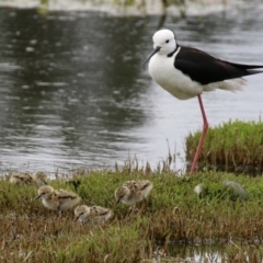 Himantopus leucocephalus (Pied Stilt) by RodDeb