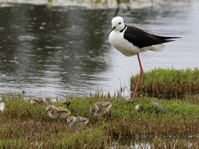 Himantopus leucocephalus (Pied Stilt) at  - 1 Jan 1900 by RodDeb