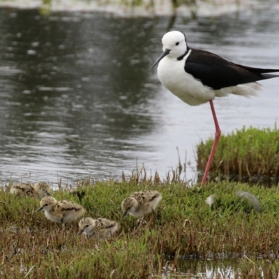 Himantopus leucocephalus (Pied Stilt) at Fyshwick, ACT by RodDeb