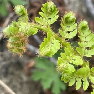 Polystichum proliferum at Paddys River, ACT - 23 Nov 2021