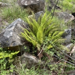 Polystichum proliferum at Paddys River, ACT - 23 Nov 2021