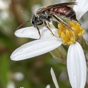 Lasioglossum (Parasphecodes) sp. (genus & subgenus) at Paddys River, ACT - 23 Nov 2021