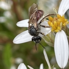 Lasioglossum (Parasphecodes) sp. (genus & subgenus) at Paddys River, ACT - 23 Nov 2021