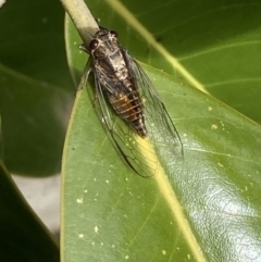 Yoyetta celis (Silver Princess Cicada) at Theodore, ACT - 22 Nov 2021 by Cardy