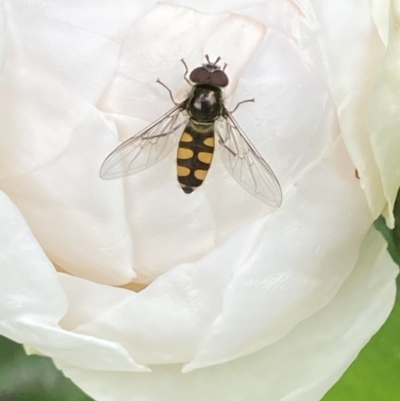 Melangyna viridiceps (Hover fly) at Theodore, ACT - 22 Nov 2021 by Cardy