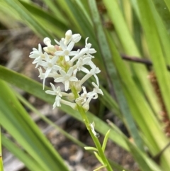 Stackhousia monogyna (Creamy Candles) at Paddys River, ACT - 23 Nov 2021 by JaneR