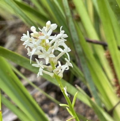 Stackhousia monogyna (Creamy Candles) at Paddys River, ACT - 23 Nov 2021 by JaneR
