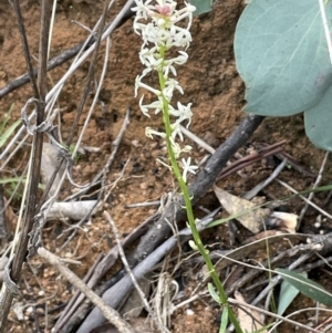 Stackhousia monogyna at Paddys River, ACT - 23 Nov 2021 02:17 PM