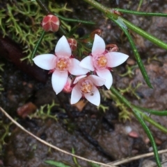 Boronia nana var. hyssopifolia at Lower Boro, NSW - 21 Nov 2021 by mcleana