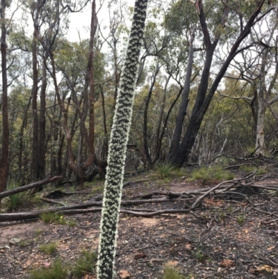 Xanthorrhoea concava (Grass Tree) at Lower Boro, NSW - 21 Nov 2021 by mcleana