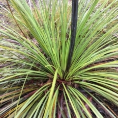 Xanthorrhoea concava at Lower Boro, NSW - 21 Nov 2021