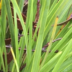 Xanthorrhoea concava at Lower Boro, NSW - 21 Nov 2021