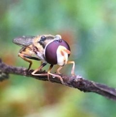 Simosyrphus grandicornis (Common hover fly) at Lower Boro, NSW - 21 Nov 2021 by mcleana