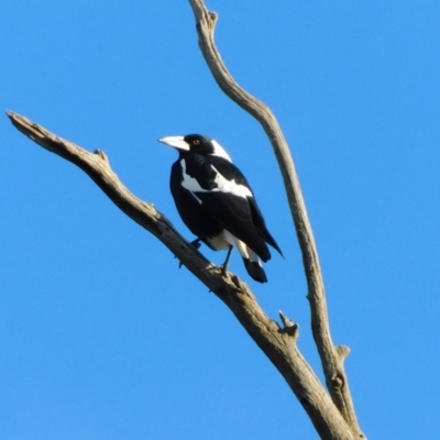 Gymnorhina tibicen (Australian Magpie) at Symonston, ACT - 22 Oct 2021 by CallumBraeRuralProperty