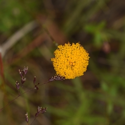 Leptorhynchos squamatus (Scaly Buttons) at Weetangera, ACT - 22 Nov 2021 by Littleflea