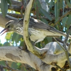 Oriolus sagittatus at Symonston, ACT - 19 Oct 2021