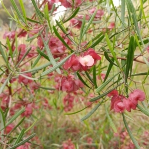 Dodonaea viscosa subsp. angustissima at Weetangera, ACT - 23 Nov 2021 08:24 AM