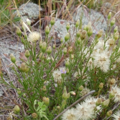 Vittadinia cuneata var. cuneata (Fuzzy New Holland Daisy) at Weetangera, ACT - 23 Nov 2021 by sangio7