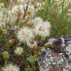 Vittadinia cuneata var. cuneata at Weetangera, ACT - 23 Nov 2021