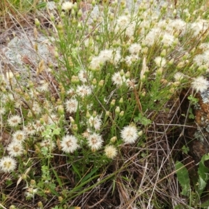 Vittadinia cuneata var. cuneata at Weetangera, ACT - 23 Nov 2021