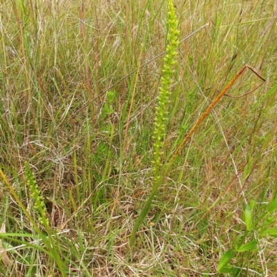 Microtis (genus) (onion orchids) at Weetangera, ACT - 23 Nov 2021 by sangio7