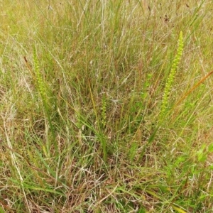 Microtis sp. at Weetangera, ACT - suppressed