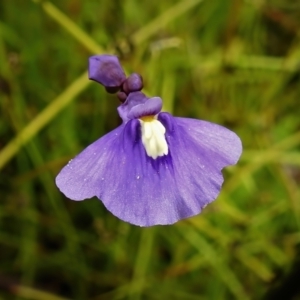 Utricularia dichotoma at Paddys River, ACT - 23 Nov 2021 01:48 PM