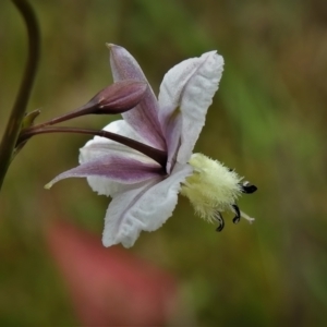 Arthropodium milleflorum at Paddys River, ACT - 23 Nov 2021