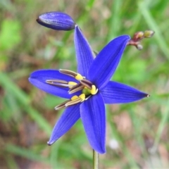 Dianella revoluta var. revoluta (Black-Anther Flax Lily) at Paddys River, ACT - 22 Nov 2021 by JohnBundock