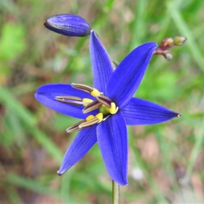 Dianella revoluta var. revoluta (Black-Anther Flax Lily) at Paddys River, ACT - 23 Nov 2021 by JohnBundock