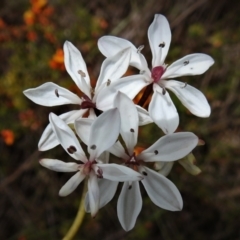 Burchardia umbellata (Milkmaids) at Paddys River, ACT - 23 Nov 2021 by JohnBundock