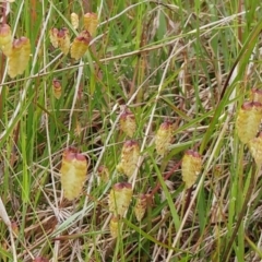 Briza maxima (Quaking Grass, Blowfly Grass) at Weetangera, ACT - 23 Nov 2021 by sangio7