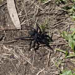 Hadronyche sp. (genus) (A funnel web) at Cotter River, ACT - 18 Nov 2021 by BraedyJ