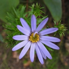 Olearia tenuifolia (Narrow-leaved Daisybush) at Paddys River, ACT - 22 Nov 2021 by JohnBundock