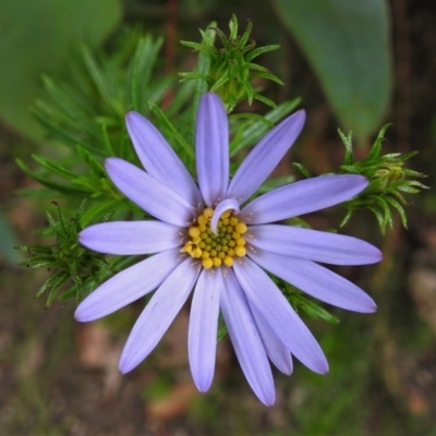 Olearia tenuifolia (Narrow-leaved Daisybush) at Paddys River, ACT - 23 Nov 2021 by JohnBundock