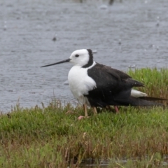 Himantopus leucocephalus (Pied Stilt) at Jerrabomberra Wetlands - 24 Nov 2021 by rawshorty