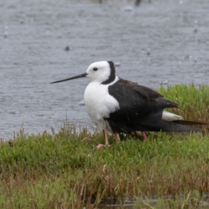 Himantopus leucocephalus at Fyshwick, ACT - 24 Nov 2021