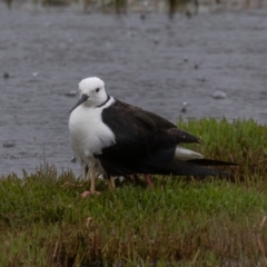 Himantopus leucocephalus at Fyshwick, ACT - 24 Nov 2021