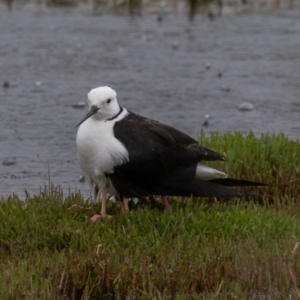 Himantopus leucocephalus at Fyshwick, ACT - 24 Nov 2021