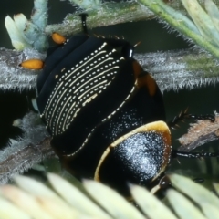 Ellipsidion australe at Hackett, ACT - 23 Nov 2021