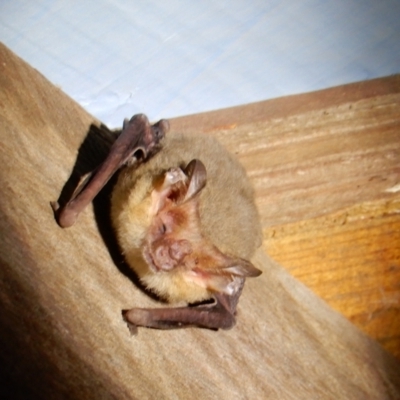 Nyctophilus sp. (genus) (A long-eared bat) at Boro - 22 Nov 2021 by Paul4K