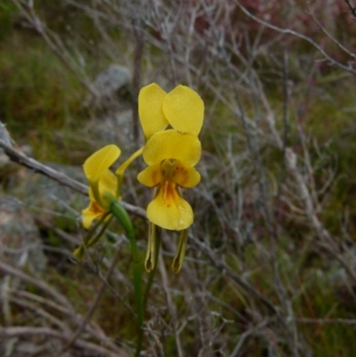 Diuris aurea (Golden Donkey Orchid) at Boro, NSW - 22 Nov 2021 by Paul4K