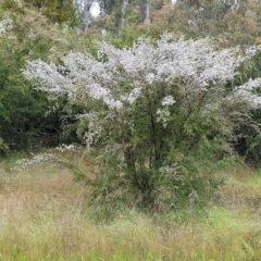 Gaudium brevipes (Grey Tea-tree) at Stromlo, ACT - 24 Nov 2021 by tpreston