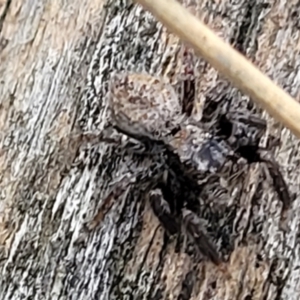 Servaea sp. (genus) at Stromlo, ACT - 24 Nov 2021