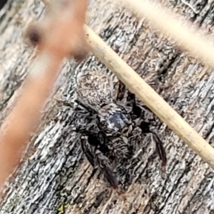 Servaea sp. (genus) at Stromlo, ACT - 24 Nov 2021