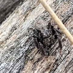 Servaea sp. (genus) at Stromlo, ACT - 24 Nov 2021