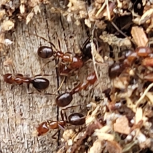 Papyrius sp. (genus) at Stromlo, ACT - suppressed