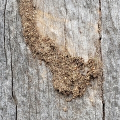 Papyrius sp. (genus) at Stromlo, ACT - suppressed